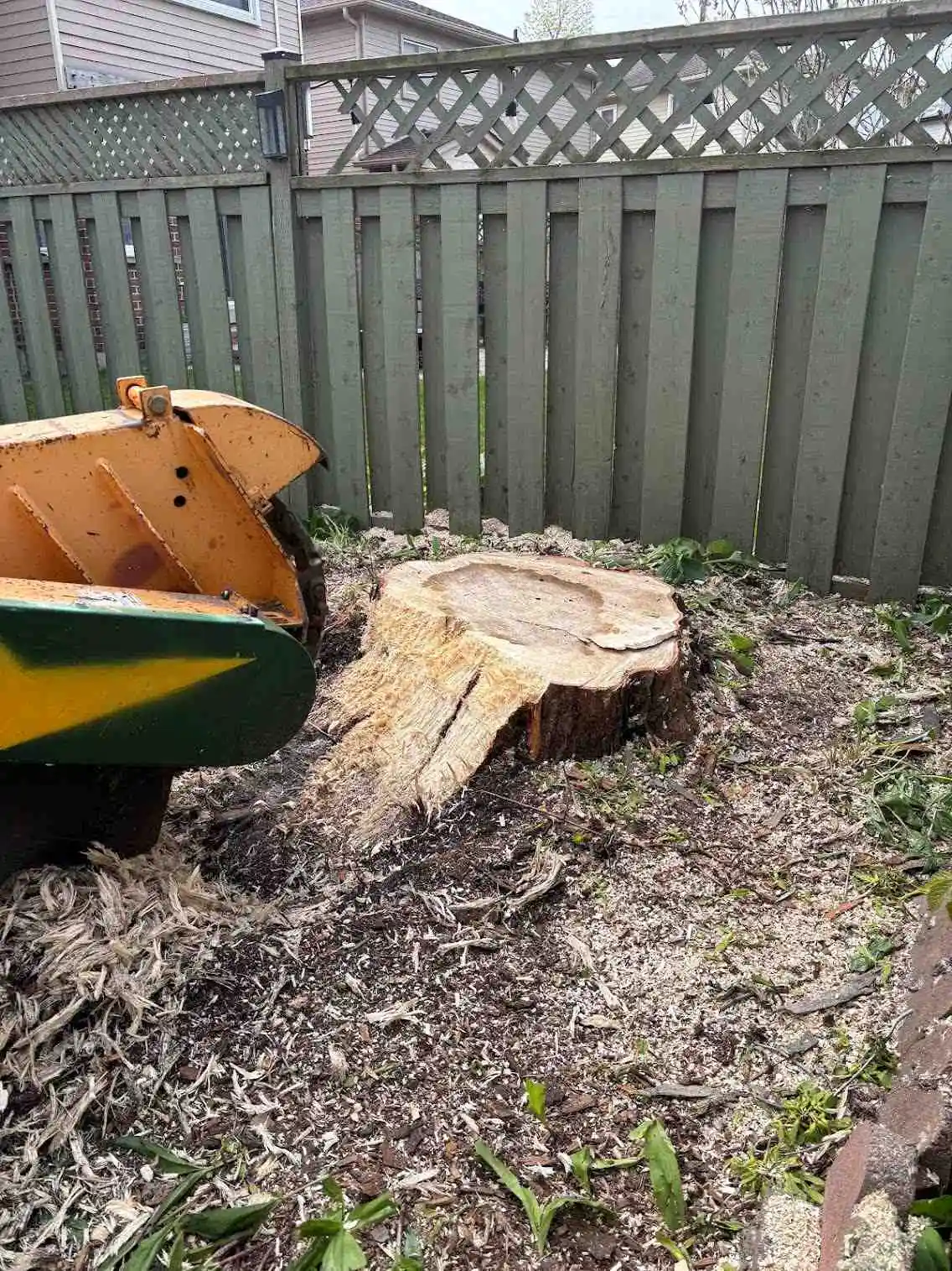 Drew operating the Carlton 7015 stump grinder